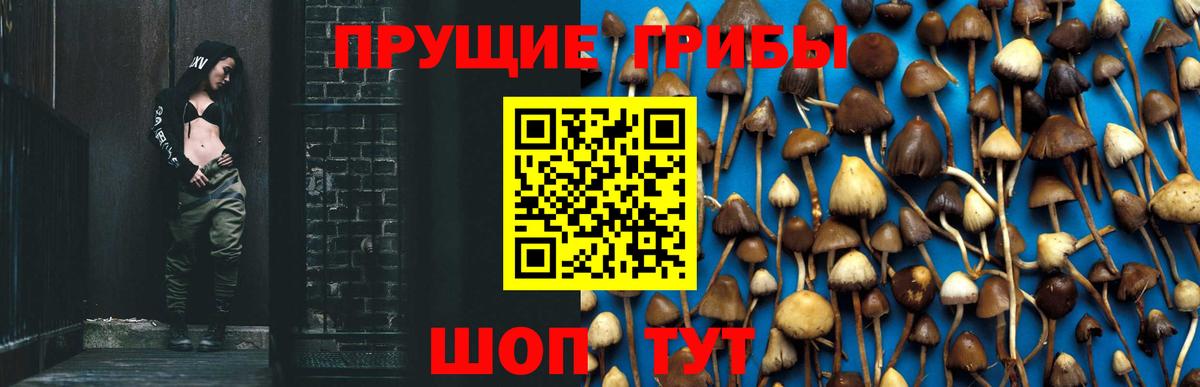 Псилоцибиновые грибы Psilocybine cubensis Шарыпово